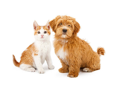 Pet Care & Supplies