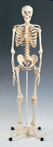 Skeleton Model Plastic